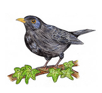 (Illustration Amsel)