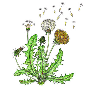 (Illustration Löwenzahn)